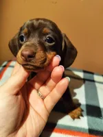 Catherine, a female Miniature Dachshund for sale in Florence, KY – Photo 3 of 4
