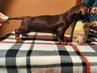 Catherine, a female Miniature Dachshund for sale in Florence, KY – Photo 2 of 4