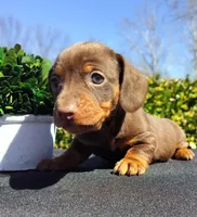 Catherine, a female Miniature Dachshund for sale in Florence, KY – Photo 1 of 4