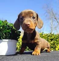 Catherine, a female Miniature Dachshund for sale in Florence, KY – Photo 4 of 4