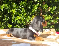 G, a female Miniature Dachshund for sale in Florence, KY – 2 of 3