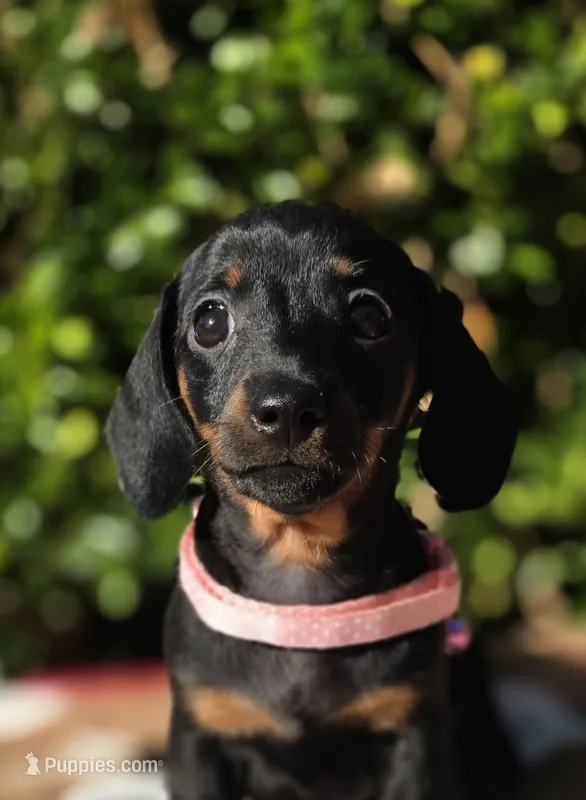"Levy" - Pink Girl – Miniature Dachshund puppy for sale in Florence, KY