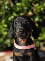 "Levy" - Pink Girl, a female Miniature Dachshund for sale in Florence, KY – 1 of 10