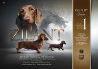 Planned Litter, a male Miniature Dachshund for sale in Florence, KY – Photo 4 of 5