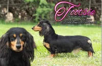 Planned Litter, a male Miniature Dachshund for sale in Florence, KY – Photo 2 of 5