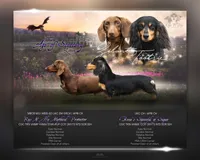 Planned Litter, a male Miniature Dachshund for sale in Florence, KY – Photo 1 of 5