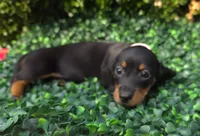 Wifi, a female Miniature Dachshund for sale in Florence, KY – 5 of 5