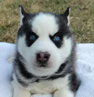 Roman, a male Siberian Husky for sale in Florence, KY – Photo 7 of 9
