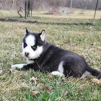 Roman, a male Siberian Husky for sale in Florence, KY – Photo 5 of 9