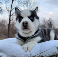 Roman, a male Siberian Husky for sale in Florence, KY – Photo 1 of 9
