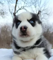 Roman, a male Siberian Husky for sale in Florence, KY – Photo 9 of 9