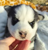 Roman, a male Siberian Husky for sale in Florence, KY – Photo 4 of 9