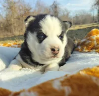 Roman, a male Siberian Husky for sale in Florence, KY – Photo 2 of 9