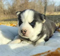 Roman, a male Siberian Husky for sale in Florence, KY – Photo 3 of 9