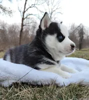Roman, a male Siberian Husky for sale in Florence, KY – Photo 8 of 9