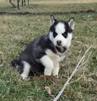 Roman, a male Siberian Husky for sale in Florence, KY – Photo 6 of 9