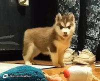 Cecilia💕(seeking CoOwn), a female Siberian Husky for sale in Florence, KY – Photo 4 of 9