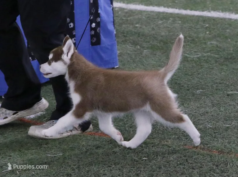 Cecilia💕(seeking CoOwn)