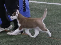 Cecilia💕(seeking CoOwn), a female Siberian Husky for sale in Florence, KY – Photo 1 of 9