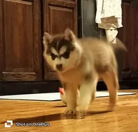 Cecilia💕(seeking CoOwn), a female Siberian Husky for sale in Florence, KY – Photo 6 of 9