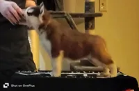 Cecilia💕(seeking CoOwn), a female Siberian Husky for sale in Florence, KY – Photo 2 of 9