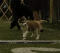 Cecilia💕(seeking CoOwn), a female Siberian Husky for sale in Florence, KY – Photo 8 of 9