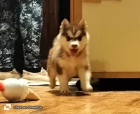 Cecilia💕(seeking CoOwn), a female Siberian Husky for sale in Florence, KY – Photo 5 of 9