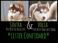 Cecilia💕(seeking CoOwn), a female Siberian Husky for sale in Florence, KY – Photo 3 of 9