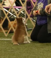 Cecilia💕(seeking CoOwn), a female Siberian Husky for sale in Florence, KY – Photo 9 of 9