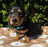 J, a male Miniature Dachshund for sale in Florence, KY – 6 of 7