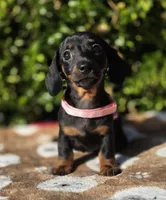 "Levy" - Pink Girl, a female Miniature Dachshund for sale in Florence, KY – 2 of 10