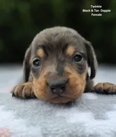 Twinkle, a female Miniature Dachshund for sale in Florence, KY – 6 of 6