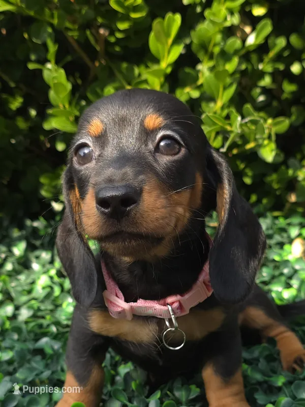 Wifi – Miniature Dachshund puppy for sale in Florence, KY