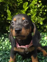Wifi, a female Miniature Dachshund for sale in Florence, KY – 1 of 5
