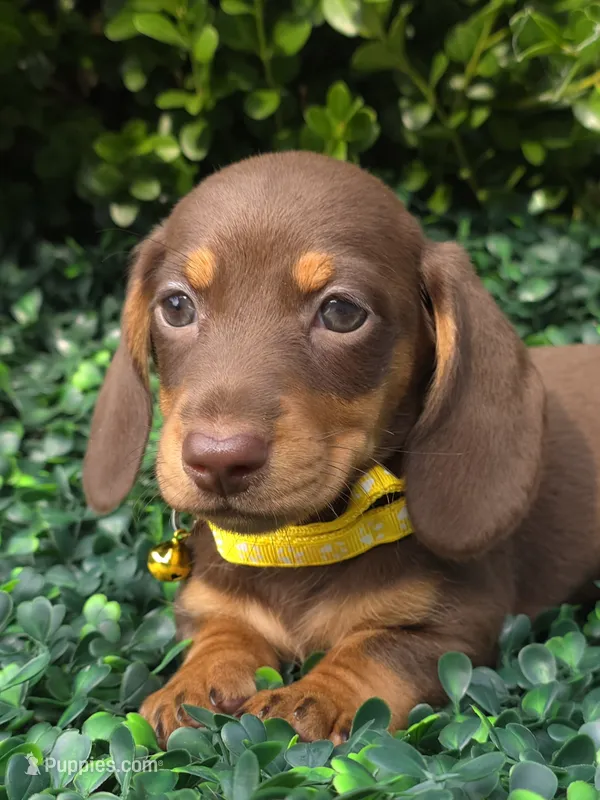 Glitch – Miniature Dachshund puppy for sale in Florence, KY