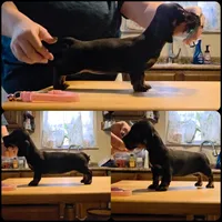 "Levy" - Pink Girl, a female Miniature Dachshund for sale in Florence, KY – 9 of 10