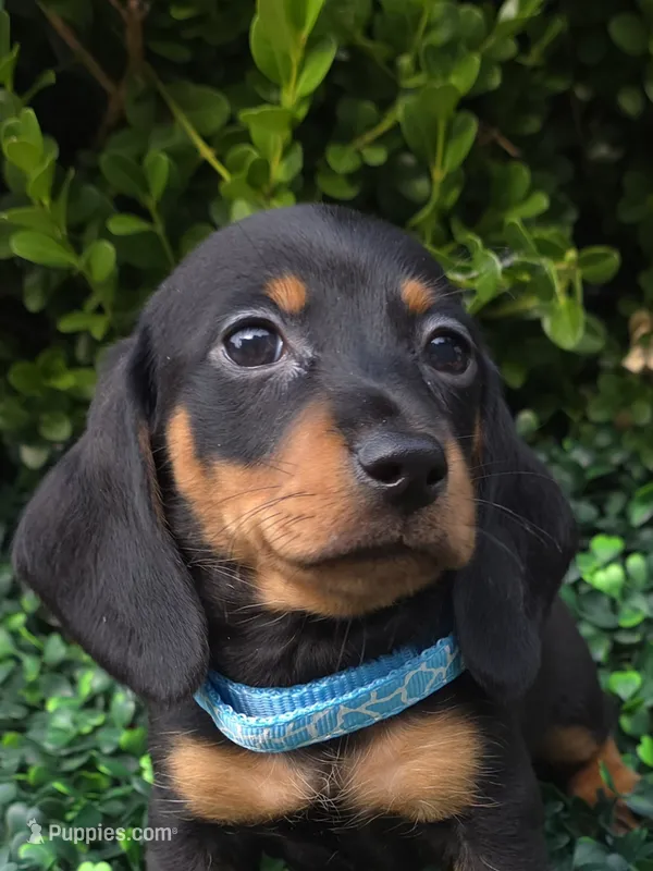 Static – Miniature Dachshund puppy for sale in Florence, KY