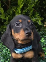 Static, a male Miniature Dachshund for sale in Florence, KY – 1 of 5