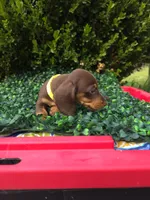 Glitch, a female Miniature Dachshund for sale in Florence, KY – 5 of 6