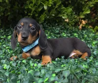 Static, a male Miniature Dachshund for sale in Florence, KY – 5 of 5