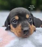Sterling , a male Miniature Dachshund for sale in Florence, KY – 5 of 6