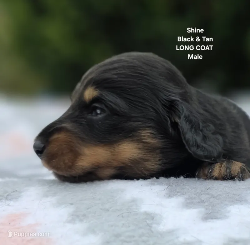 Shine  – Miniature Dachshund puppy for sale in Florence, KY