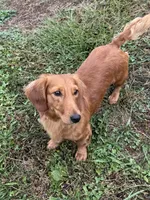 Full Rights *AKC* CH Sire, a male Miniature Dachshund for sale in Florence, KY – Photo 5 of 10