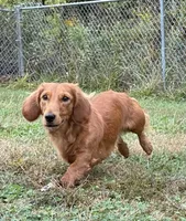 Full Rights *AKC* CH Sire, a male Miniature Dachshund for sale in Florence, KY – Photo 4 of 10