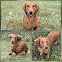 Full Rights *AKC* CH Sire, a male Miniature Dachshund for sale in Florence, KY – Photo 2 of 10