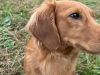 Full Rights *AKC* CH Sire, a male Miniature Dachshund for sale in Florence, KY – Photo 8 of 10