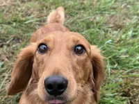 Full Rights *AKC* CH Sire, a male Miniature Dachshund for sale in Florence, KY – Photo 3 of 10