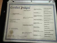 Full Rights *AKC* CH Sire, a male Miniature Dachshund for sale in Florence, KY – Photo 7 of 10