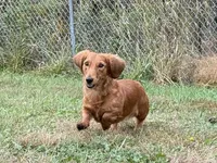 Full Rights *AKC* CH Sire, a male Miniature Dachshund for sale in Florence, KY – Photo 9 of 10