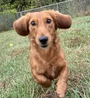 Full Rights *AKC* CH Sire, a male Miniature Dachshund for sale in Florence, KY – Photo 6 of 10